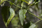 White snakeroot